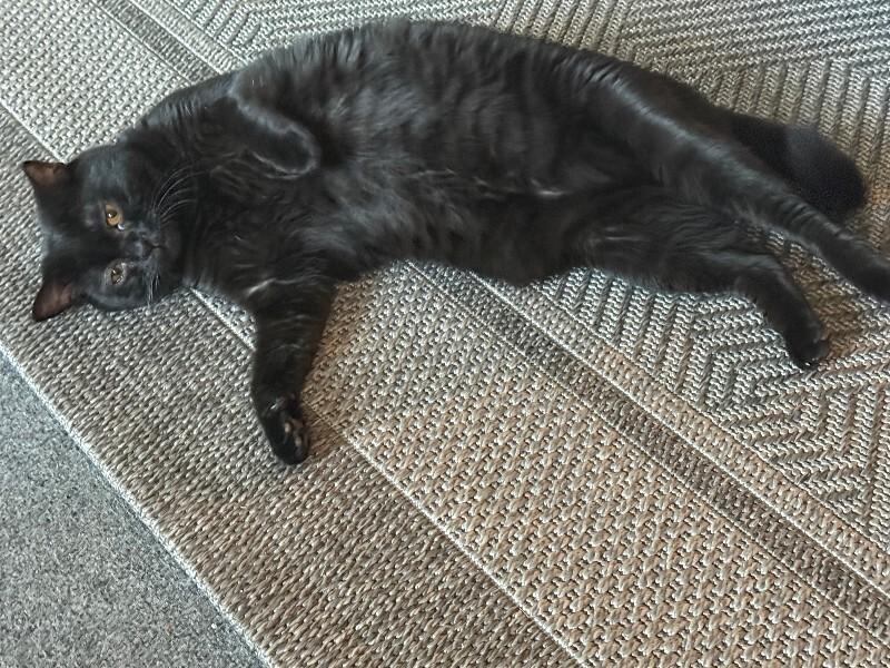 Ana, Adoptable, Adult Female Domestic Short Hair.