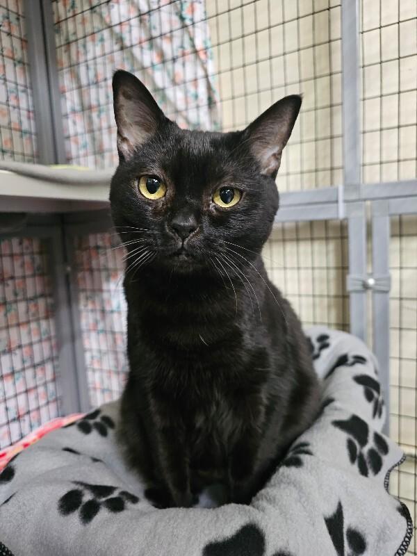 Enlarge Ana, a Adoptable Domestic Short Hair in Diamond Springs, CA image 2/2