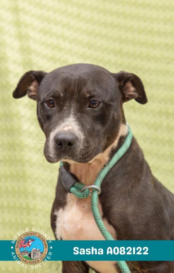 Enlarge SASHA, a Adoptable mixed breed in Mobile, AL image 1/1