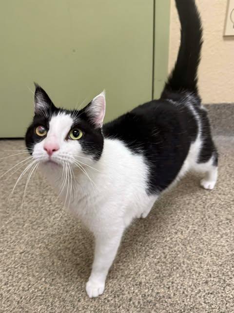 LEO, Adoptable, Adult Male Domestic Short Hair.