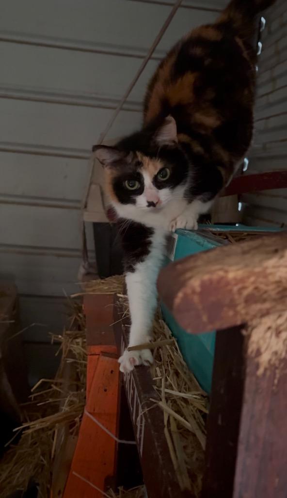 Demeter, Adoptable, Senior Female Domestic Short Hair.