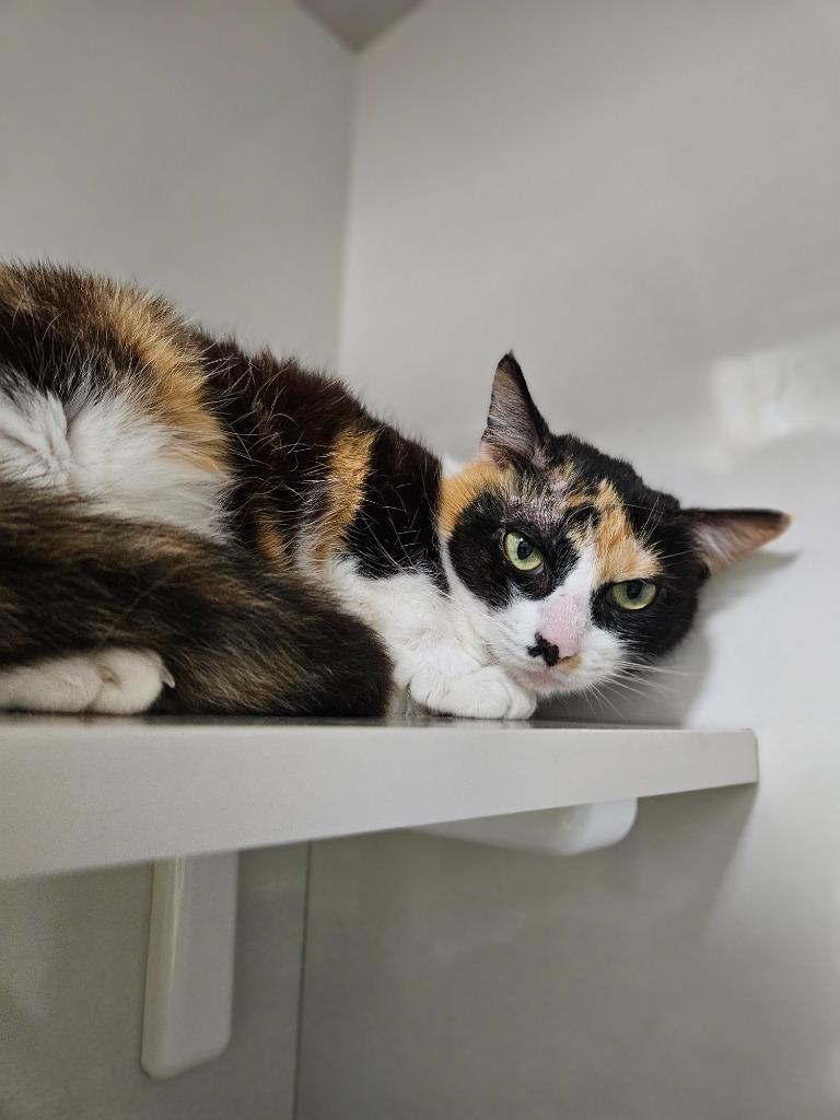 Enlarge Demeter, a Adoptable mixed breed in Corpus Christi, TX image 2/2