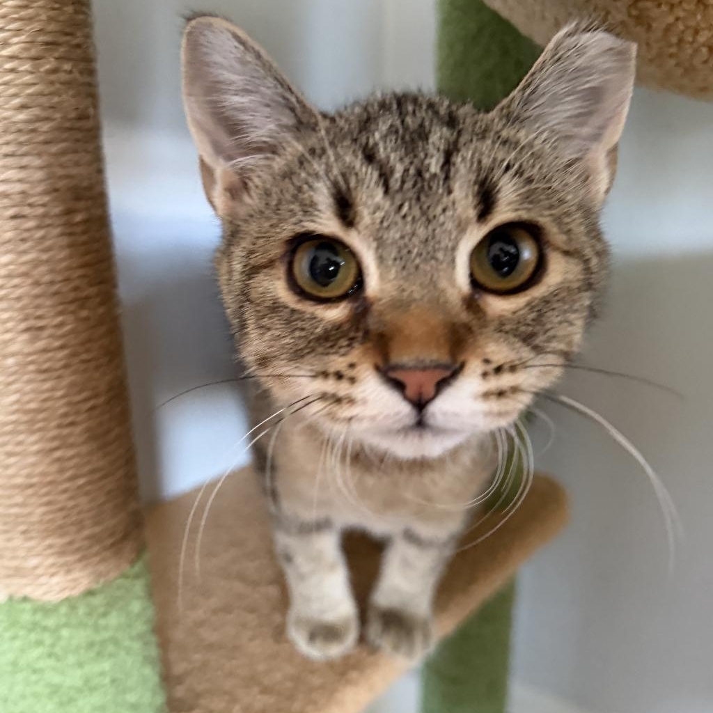 Enlarge Tallulah, a Adoptable Domestic Short Hair in Roanoke, VA image 2/2
