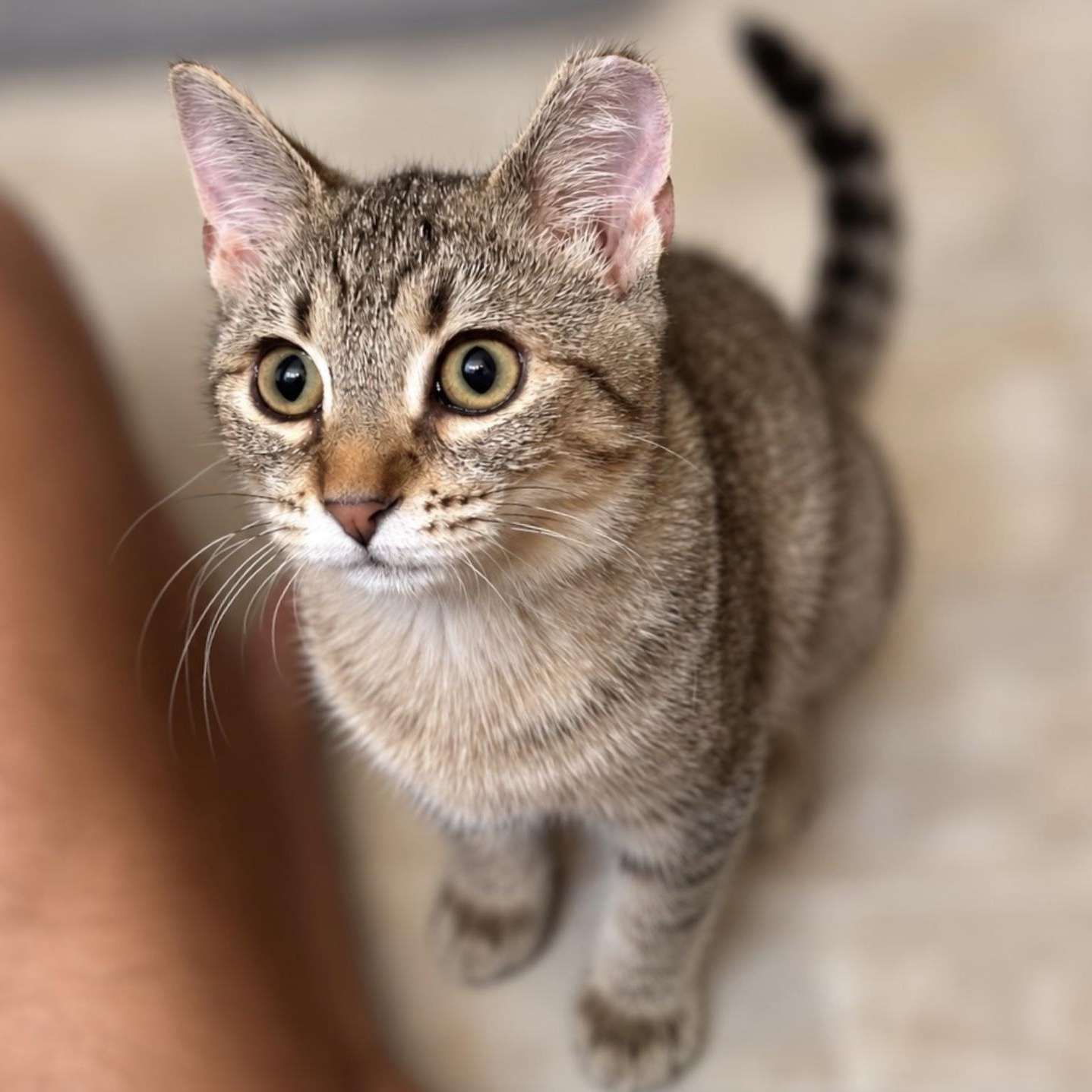 Enlarge Tallulah, a Adoptable Domestic Short Hair in Roanoke, VA image 1/2
