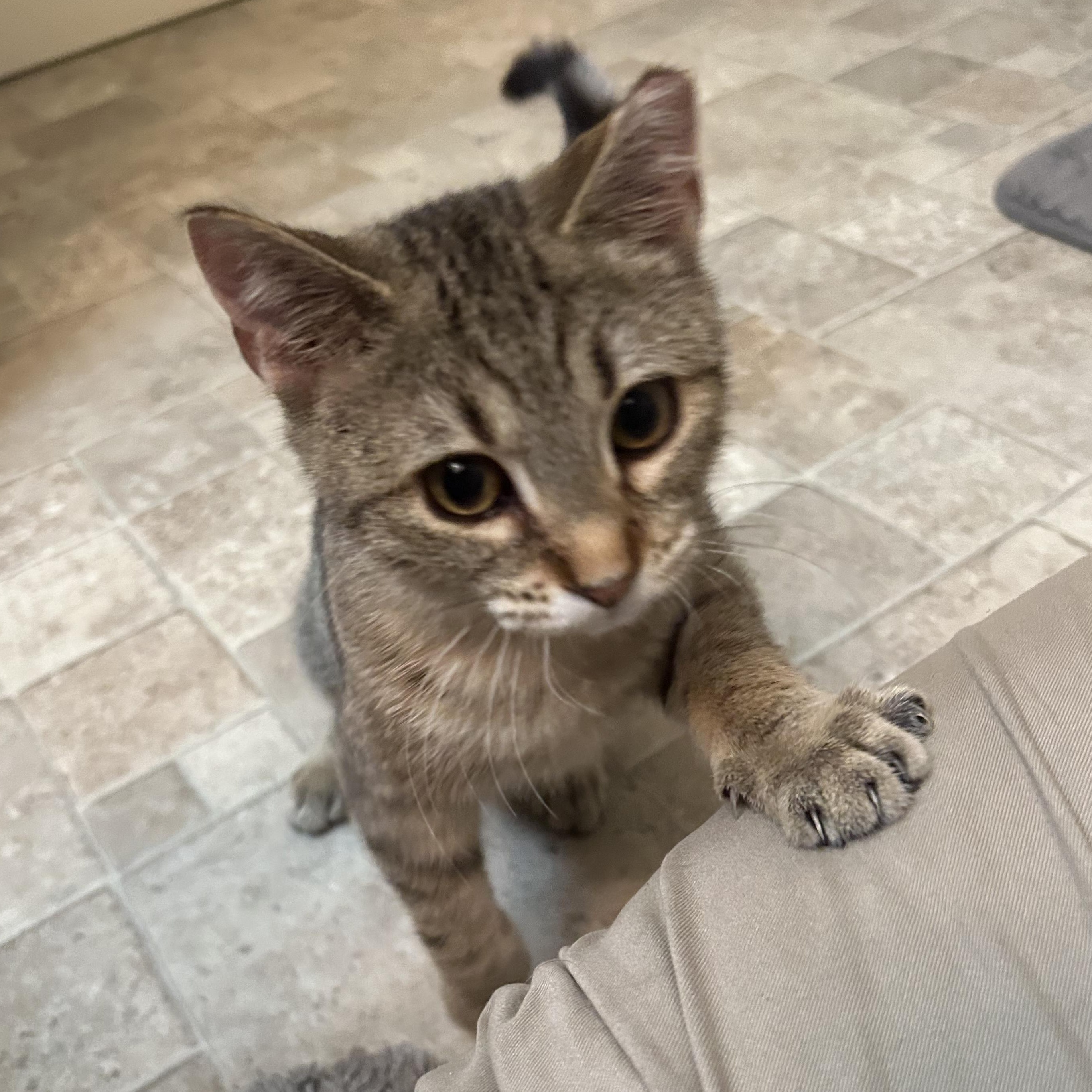 Tallulah, ADOPTABLE, Kitten Female Domestic Short Hair.