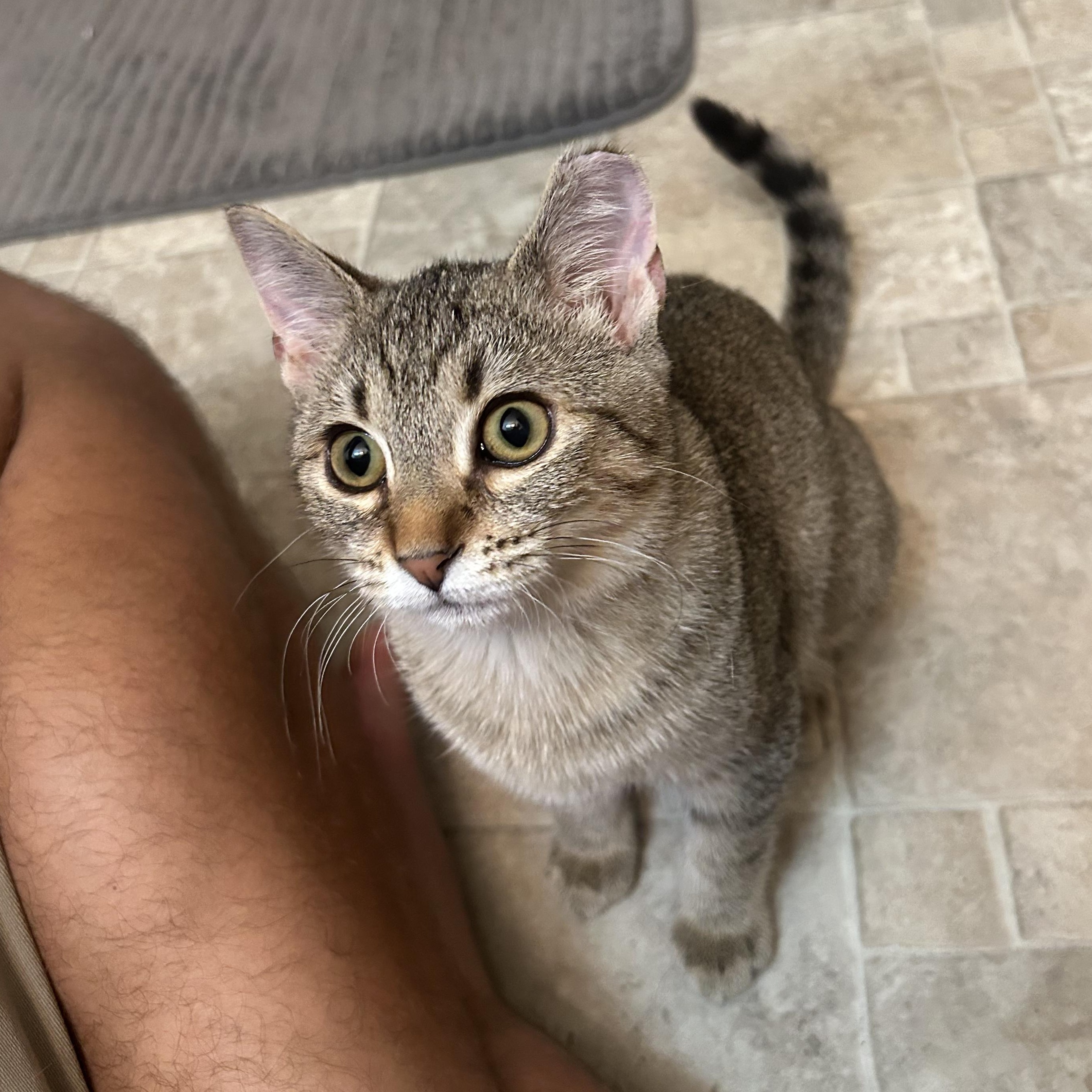 Enlarge Tallulah, a ADOPTABLE Domestic Short Hair in Roanoke, VA image 2/2