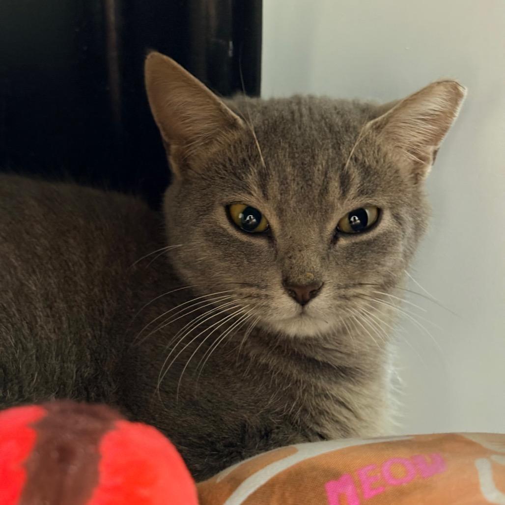 Leaded, Adoptable, Young Female Domestic Short Hair.