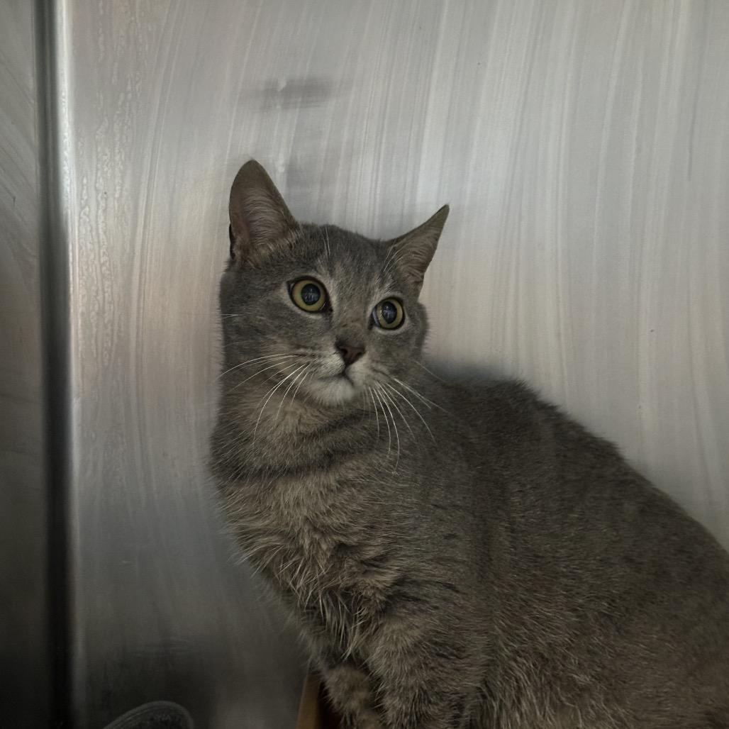 Enlarge Leaded, a Adoptable Domestic Short Hair in Nashville, TN image 2/2