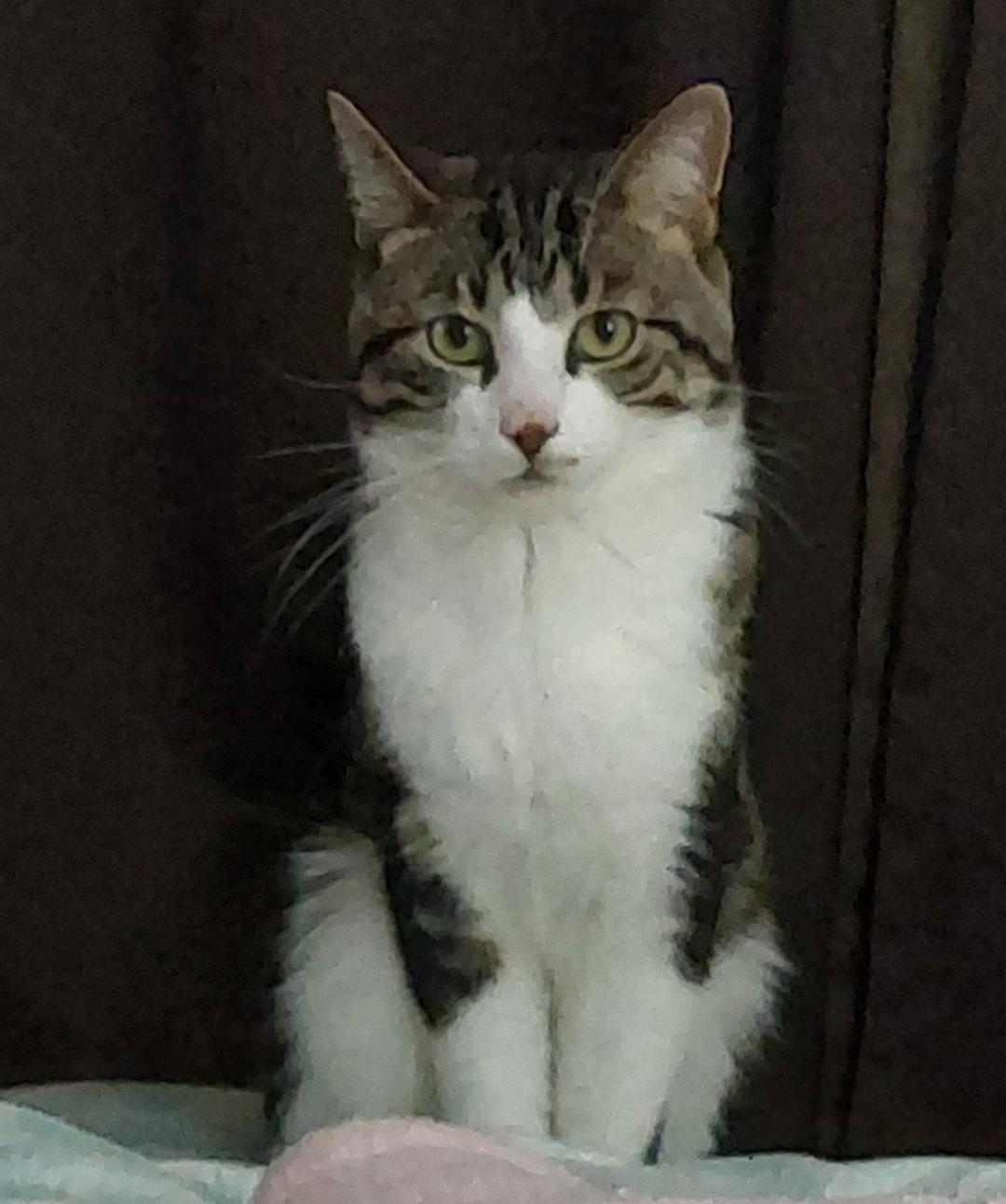 Enlarge Findley Courtesy Listing, a Adoptable Domestic Short Hair in Midland, MI image 2/3