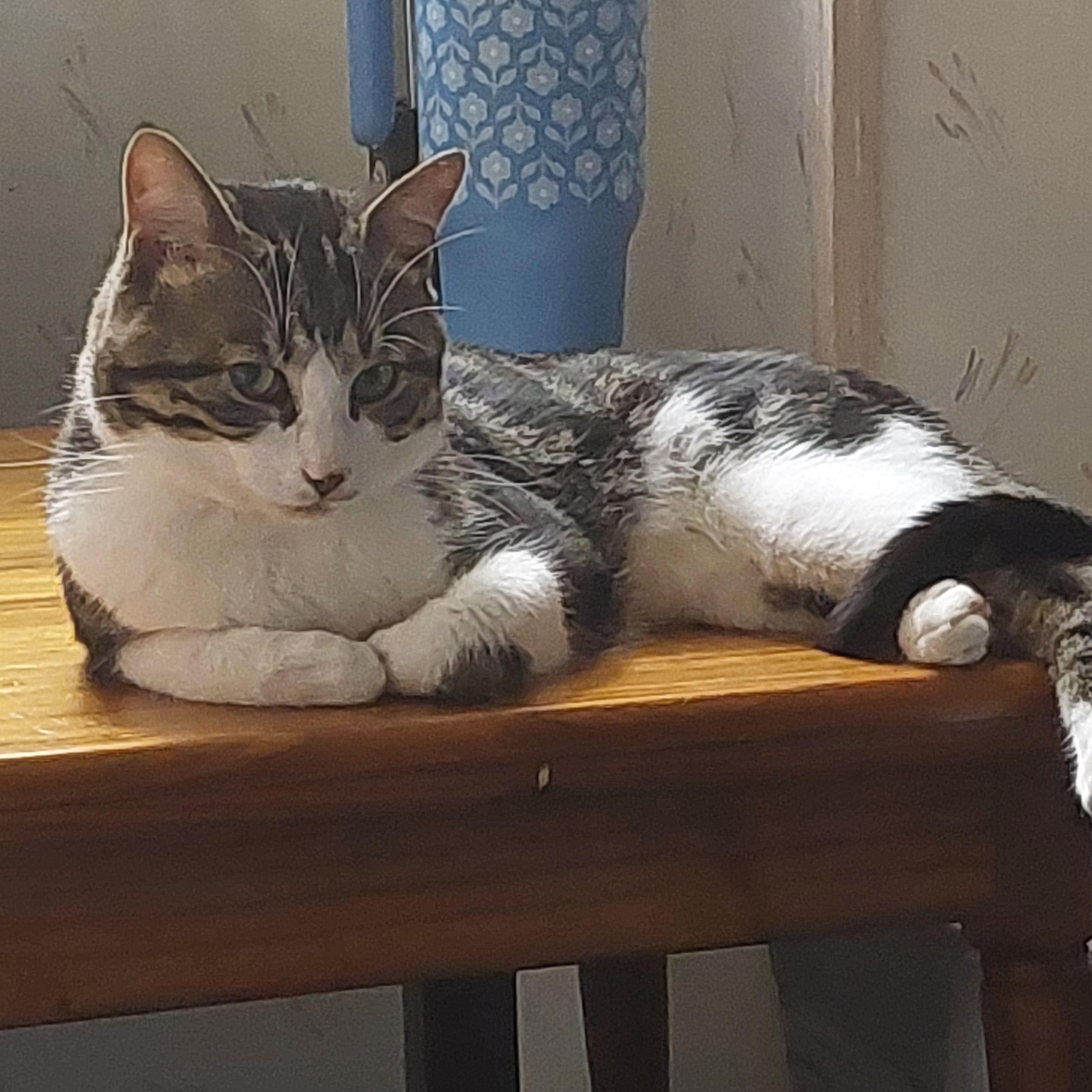 Findley Courtesy Listing, Adoptable, Adult Male Domestic Short Hair.