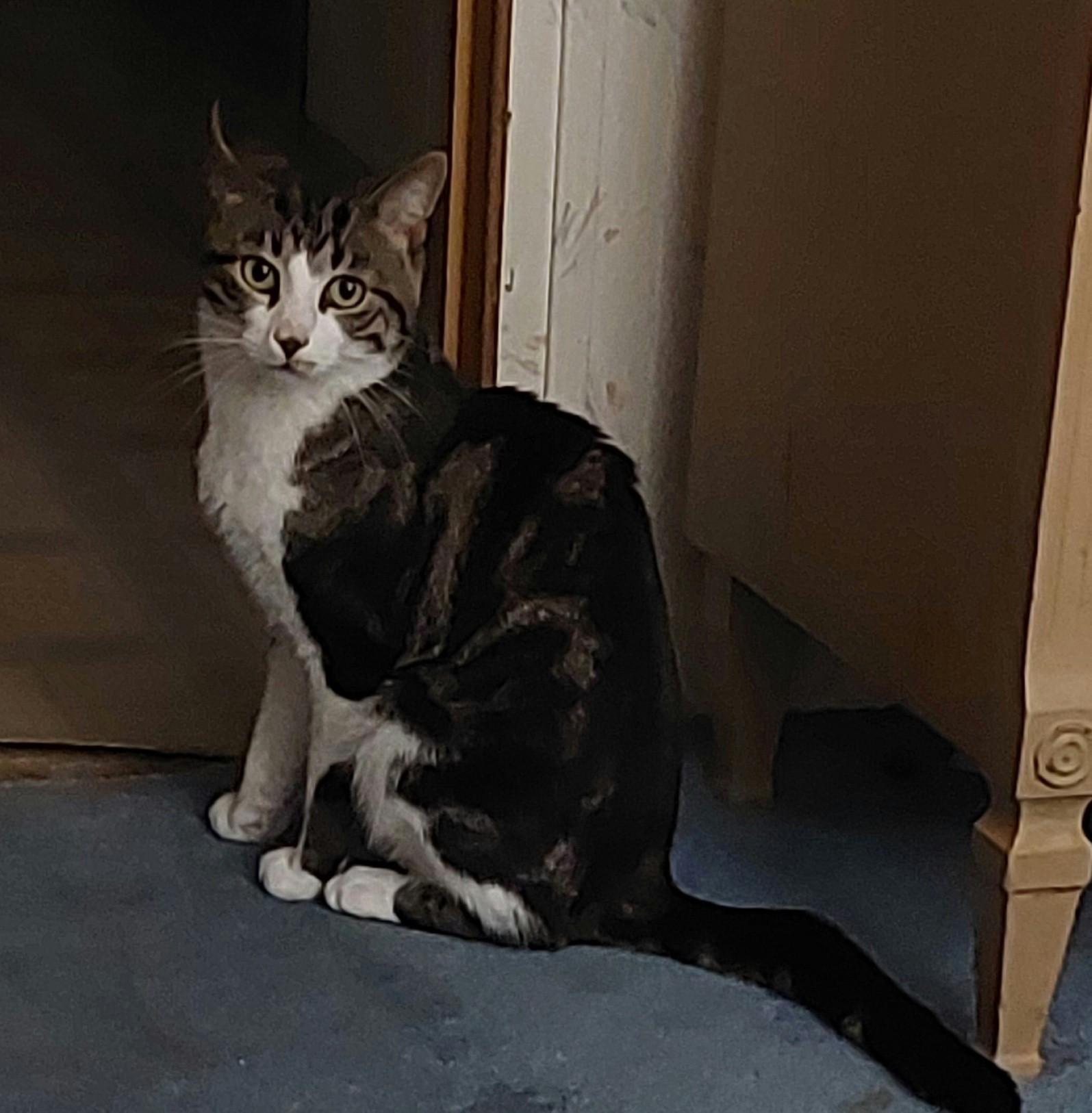 Enlarge Findley Courtesy Listing, a Adoptable Domestic Short Hair in Midland, MI image 3/3