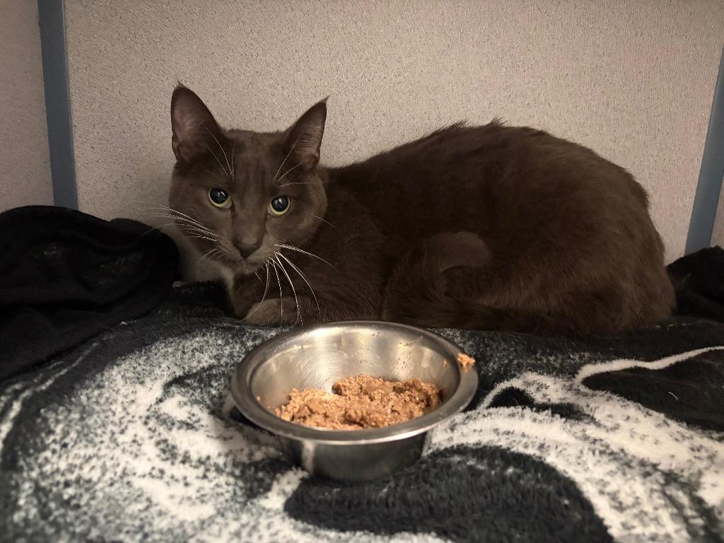 Tushkin, Adoptable, Adult Female Domestic Short Hair.
