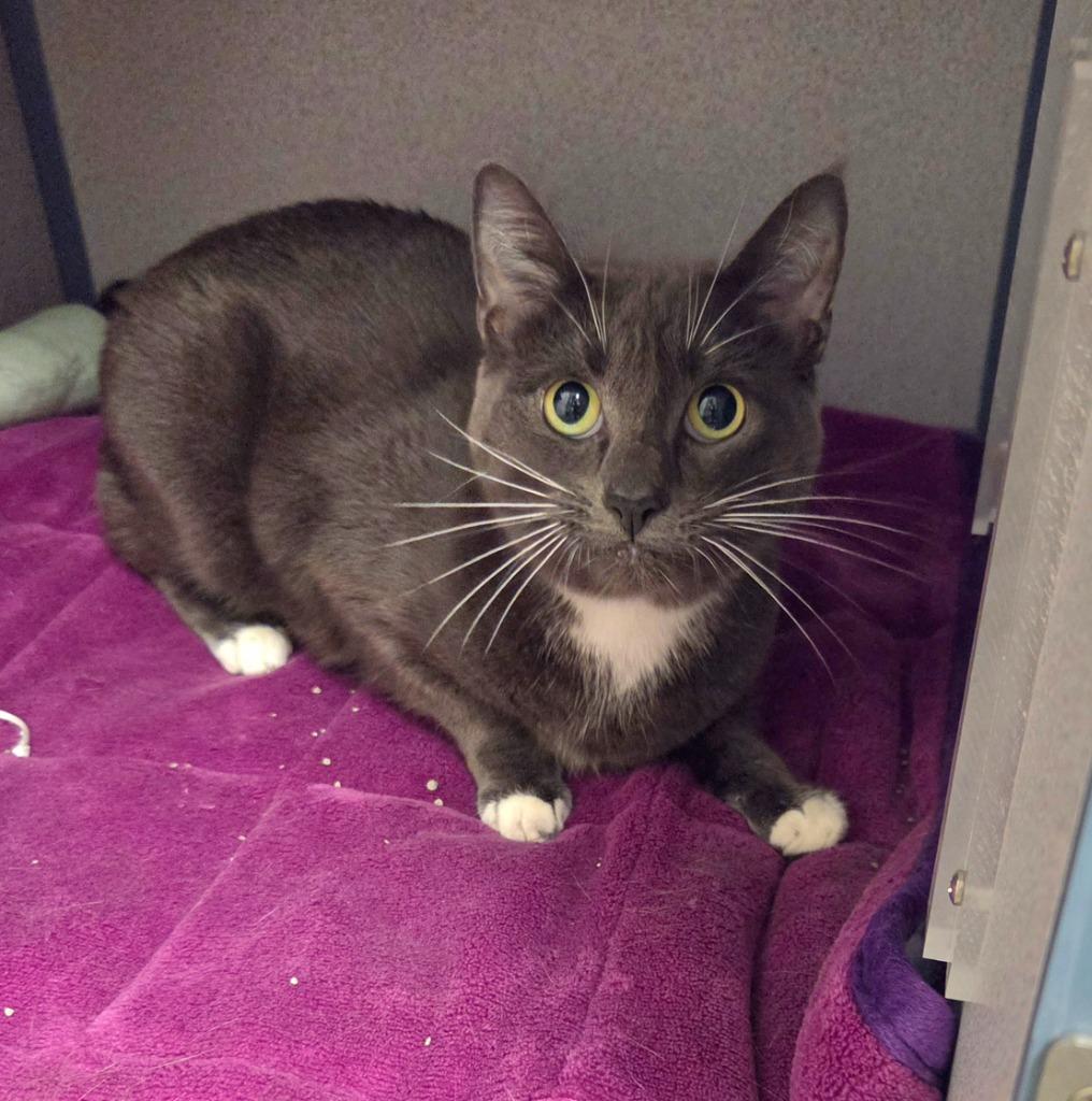 Enlarge Tushkin, a Adoptable mixed breed in Liverpool, NY image 2/2