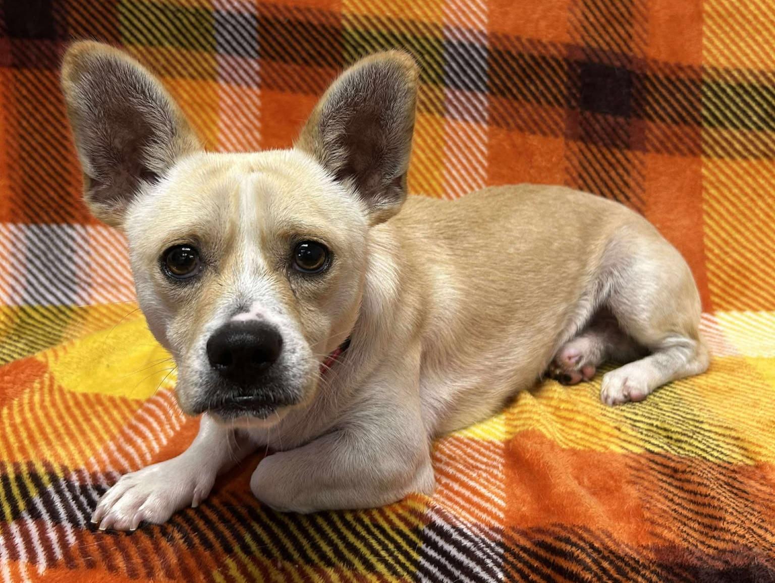 Enlarge Taco Shell, an adoptable mixed breed in Maryville, MO image 3/6