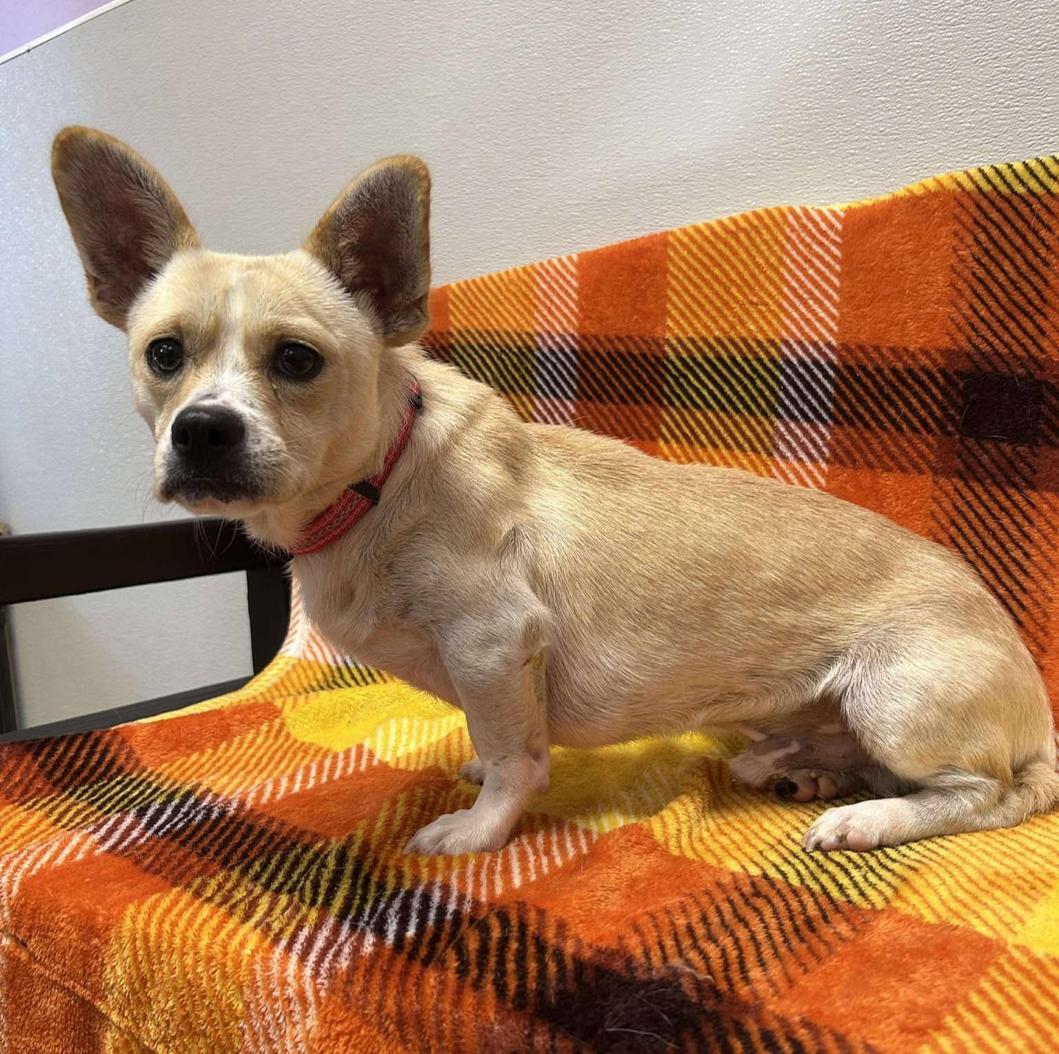 Enlarge Taco Shell, an adoptable mixed breed in Maryville, MO image 4/6