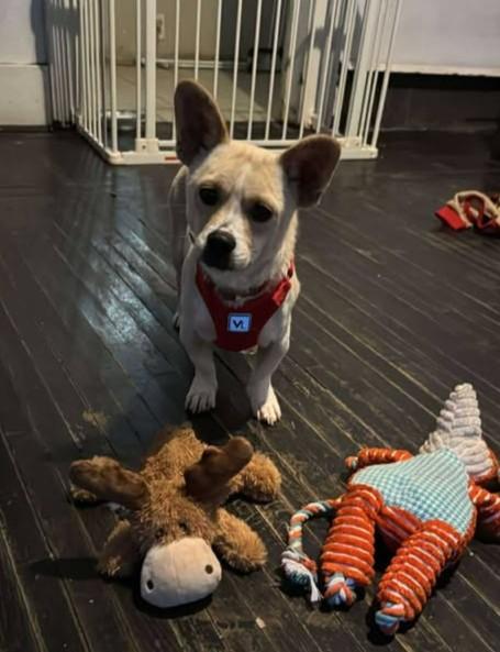 Enlarge Taco Shell, an adoptable mixed breed in Maryville, MO image 2/6