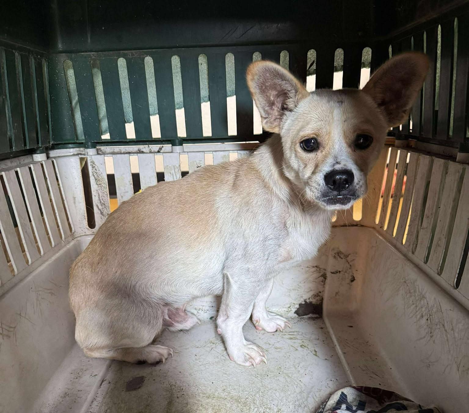 Enlarge Taco Shell, an adoptable mixed breed in Maryville, MO image 5/6