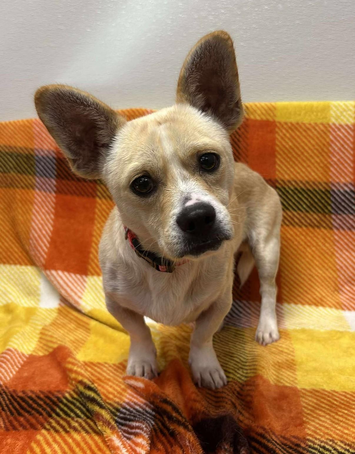 Taco Shell, adoptable, Adult Male Chihuahua.