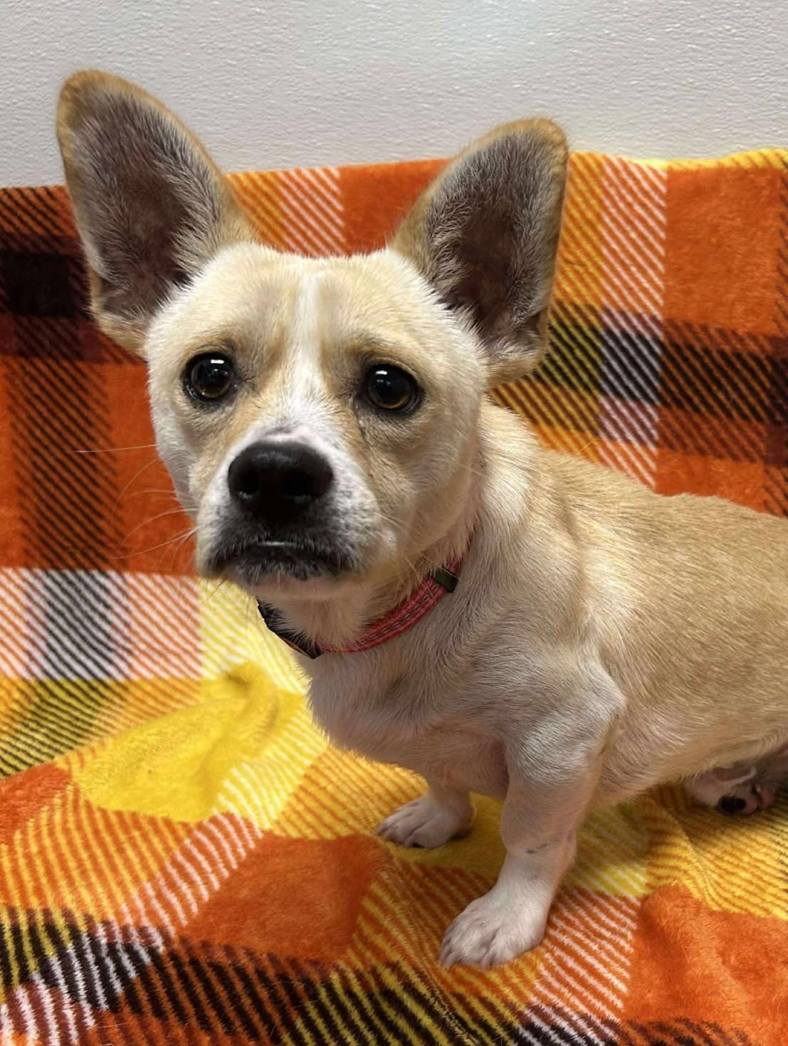 Enlarge Taco Shell, an adoptable mixed breed in Maryville, MO image 6/6