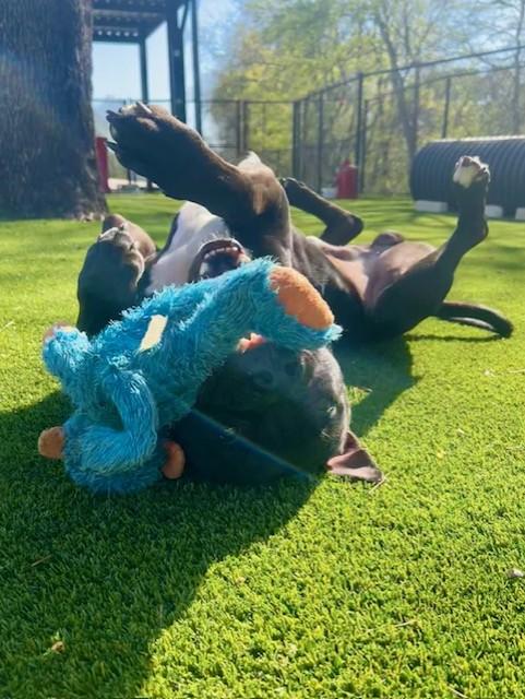 Enlarge Trooper, a ADOPTABLE mixed breed in Allen, TX image 2/3