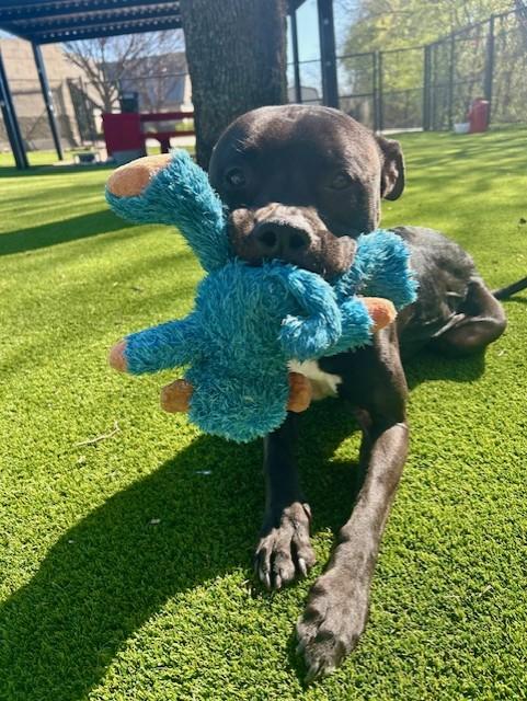 Enlarge Trooper, a ADOPTABLE mixed breed in Allen, TX image 1/3