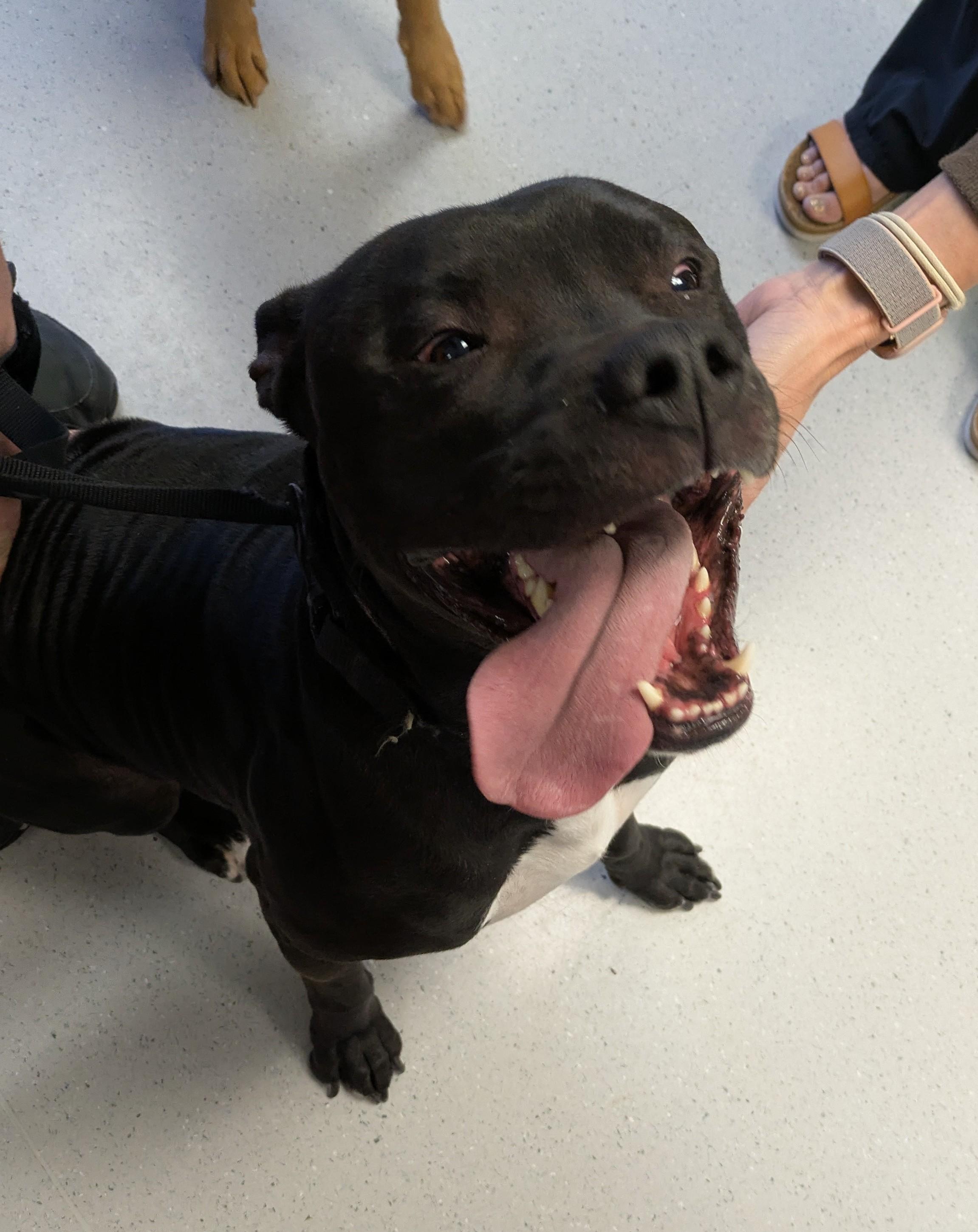 Trooper, ADOPTABLE, Adult Male Pit Bull Terrier.