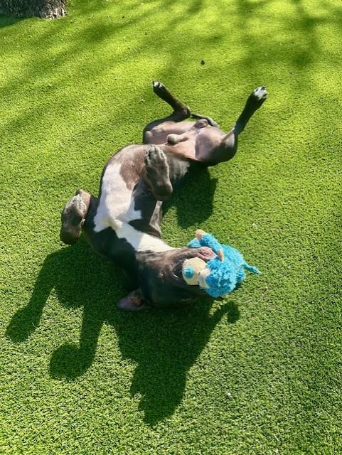 Enlarge Trooper, a ADOPTABLE mixed breed in Allen, TX image 3/3