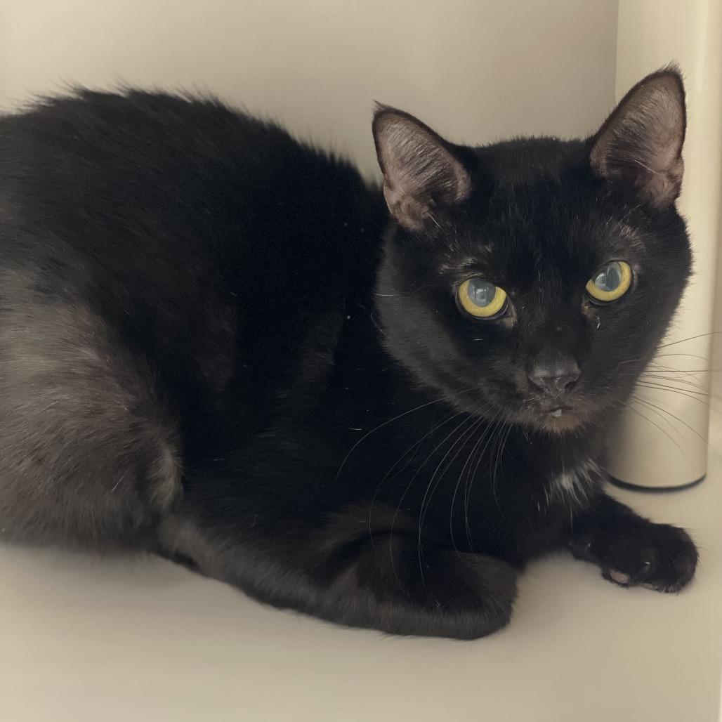 Enlarge Rigby, a Adoptable Domestic Short Hair in Sarasota, FL image 1/6