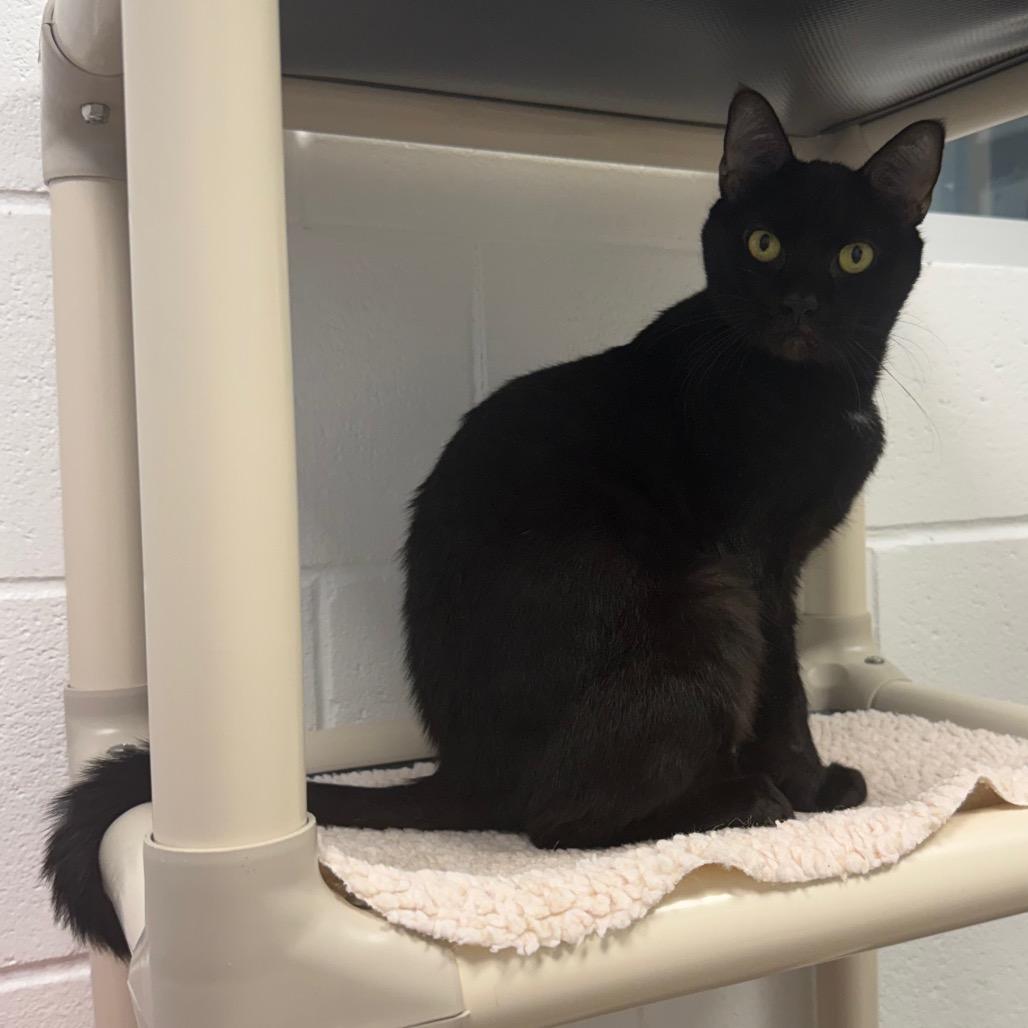 Enlarge Rigby, a Adoptable Domestic Short Hair in Sarasota, FL image 3/6