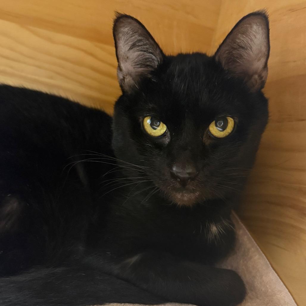 Enlarge Rigby, a Adoptable Domestic Short Hair in Sarasota, FL image 4/6