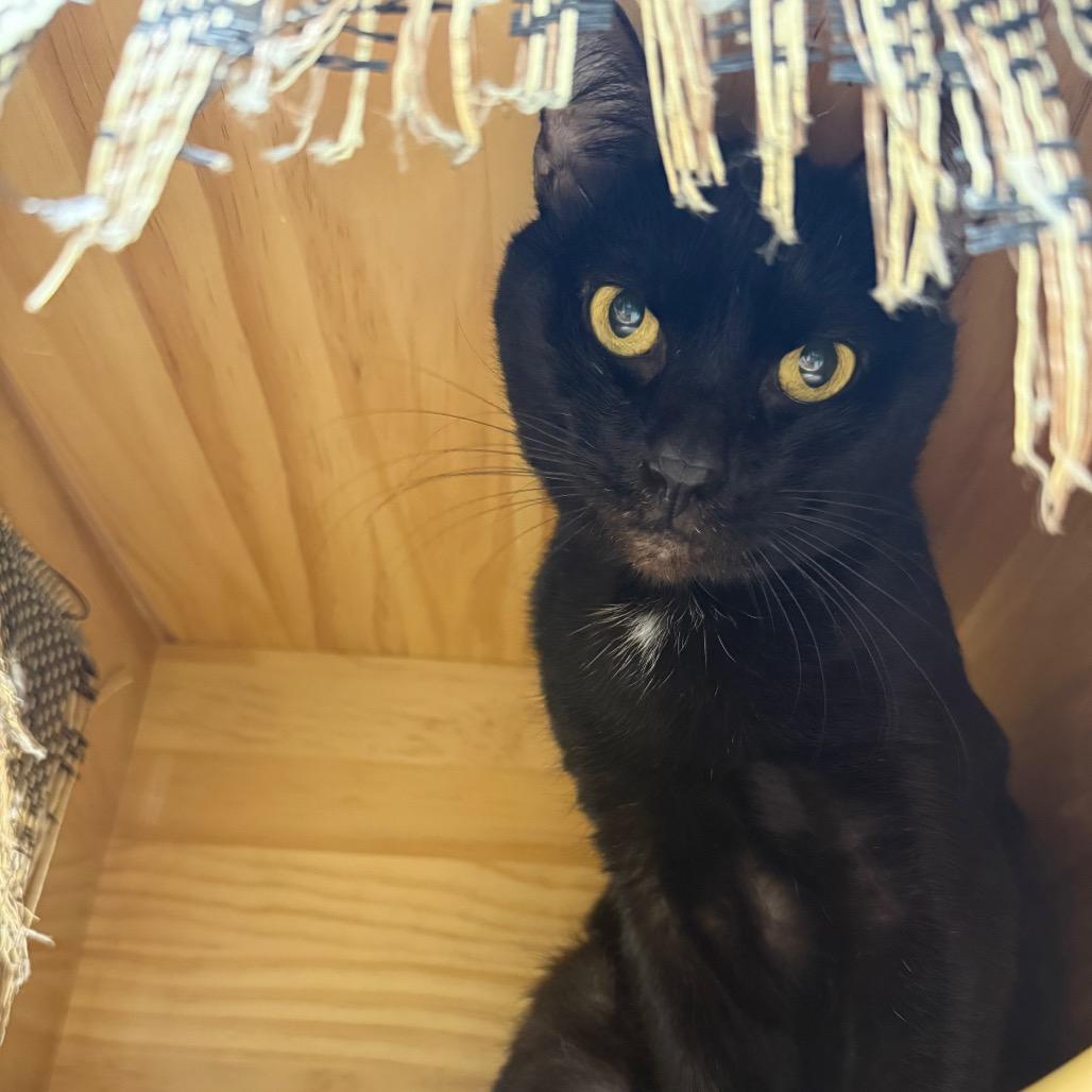 Enlarge Rigby, a Adoptable Domestic Short Hair in Sarasota, FL image 5/6