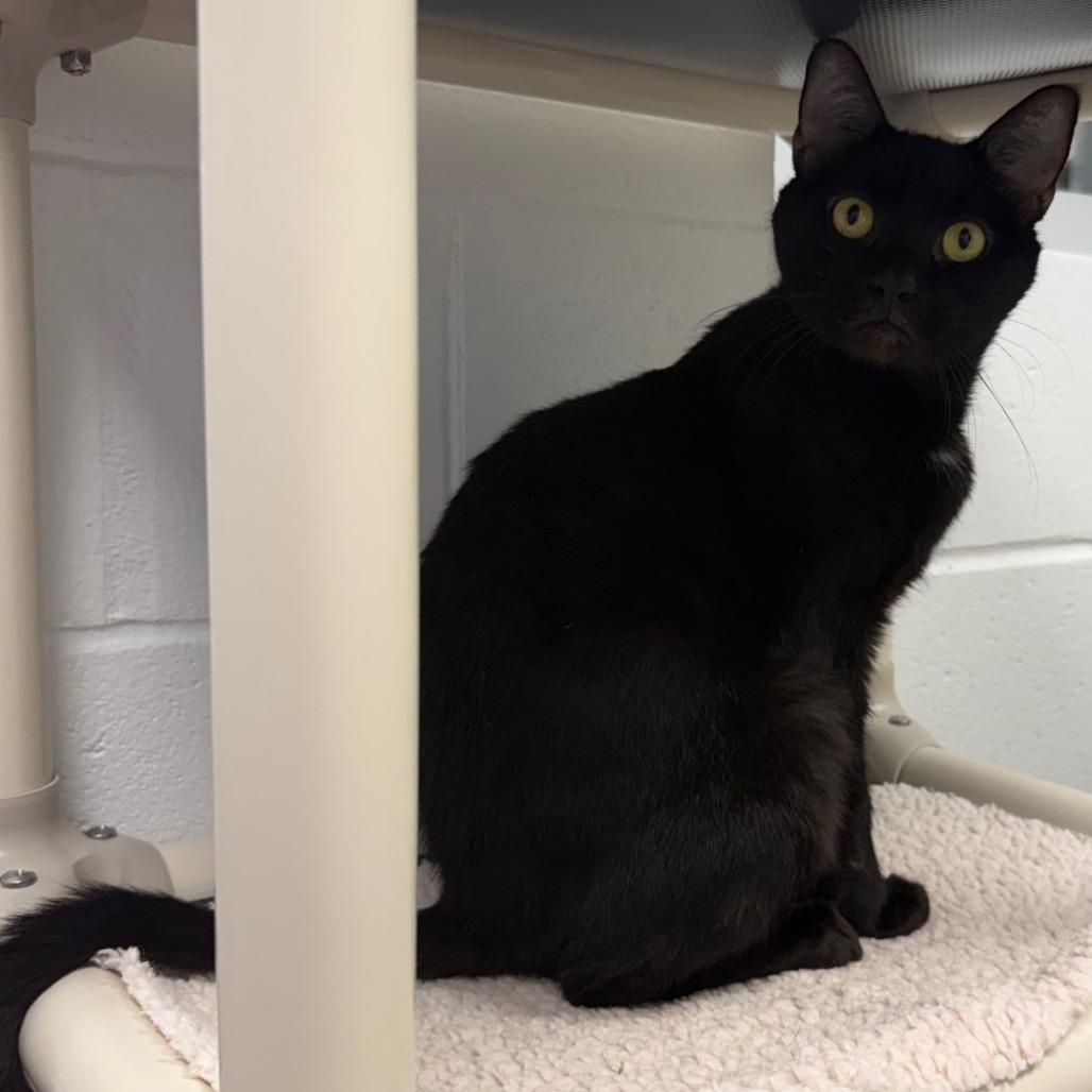 Enlarge Rigby, a Adoptable Domestic Short Hair in Sarasota, FL image 6/6