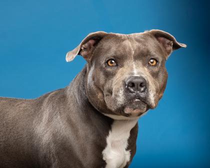 Waffles, Adoptable, Adult Female Pit Bull Terrier & Mixed Breed.