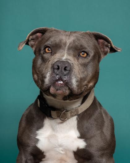 Enlarge Waffles, a Adoptable mixed breed in Santa Paula, CA image 3/5