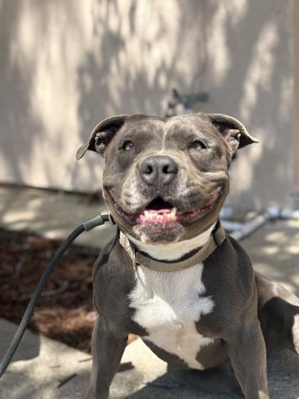 Enlarge Waffles, a Adoptable mixed breed in Santa Paula, CA image 2/3