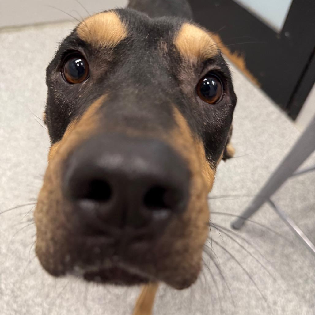 Enlarge King, a Adoptable mixed breed in Monticello, IA image 6/6