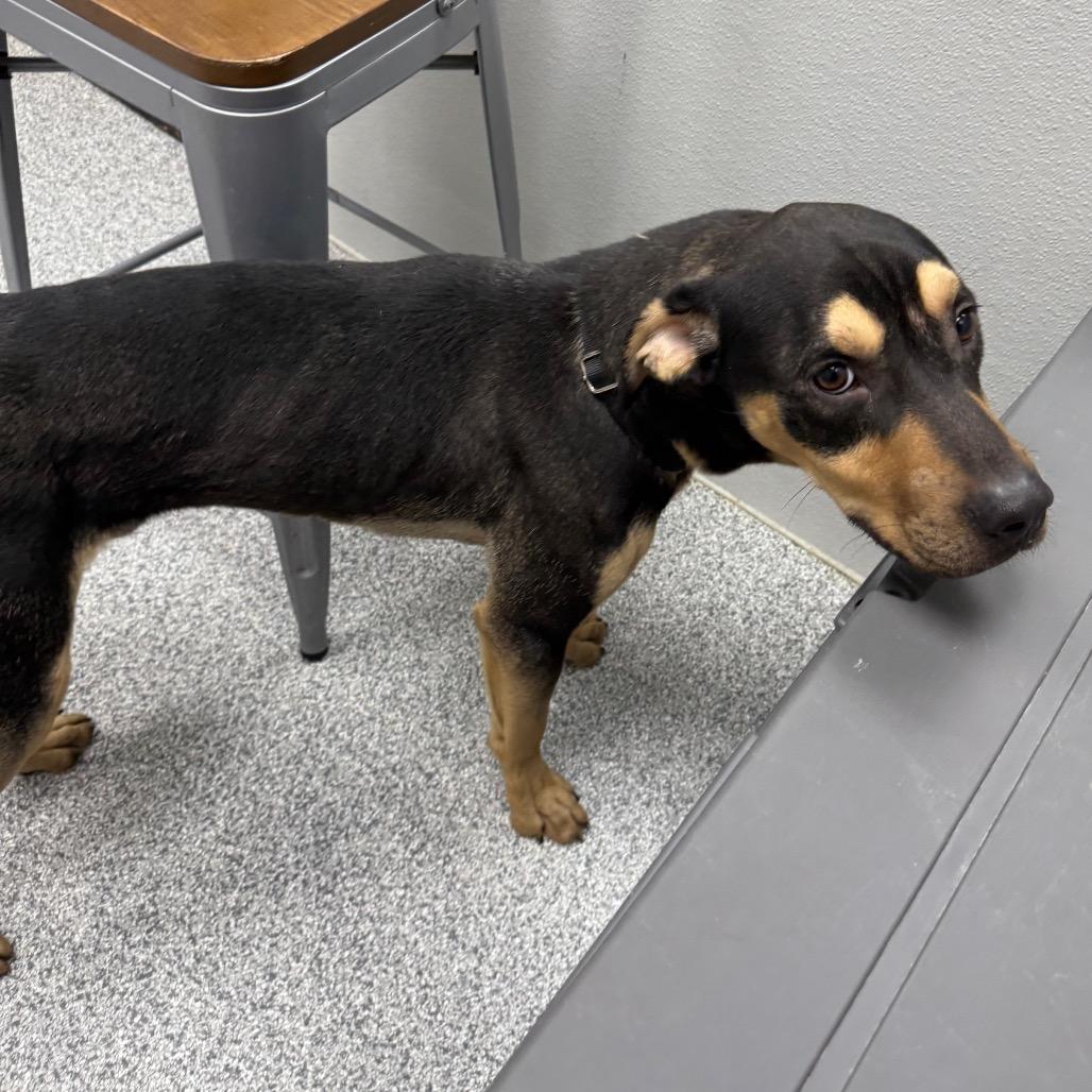 Enlarge King, a Adoptable mixed breed in Monticello, IA image 4/6