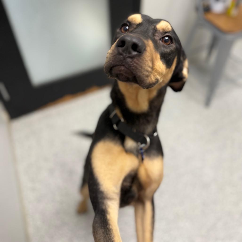 Enlarge King, a Adoptable mixed breed in Monticello, IA image 2/6