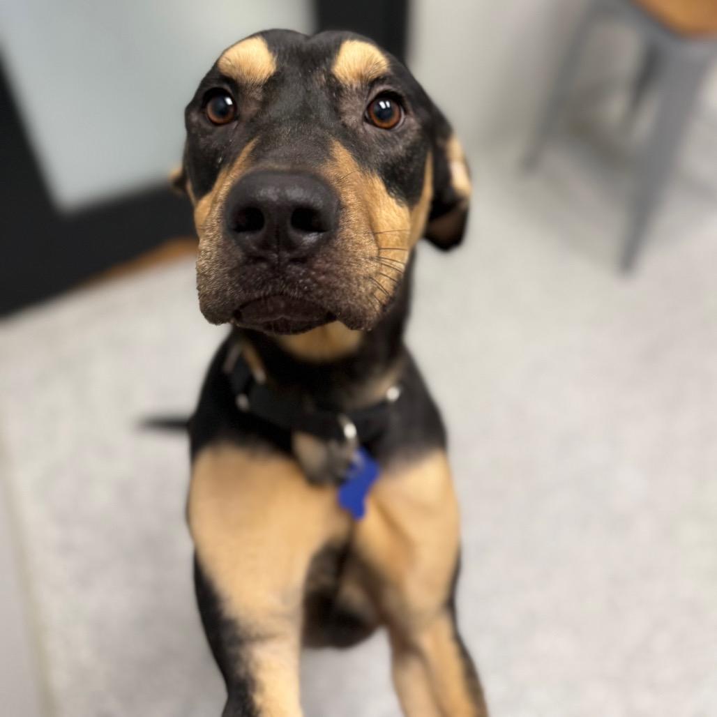 King, Adoptable, Young Male Rottweiler & Mixed Breed.