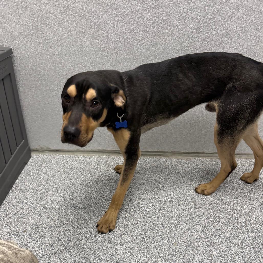 Enlarge King, a Adoptable mixed breed in Monticello, IA image 5/6