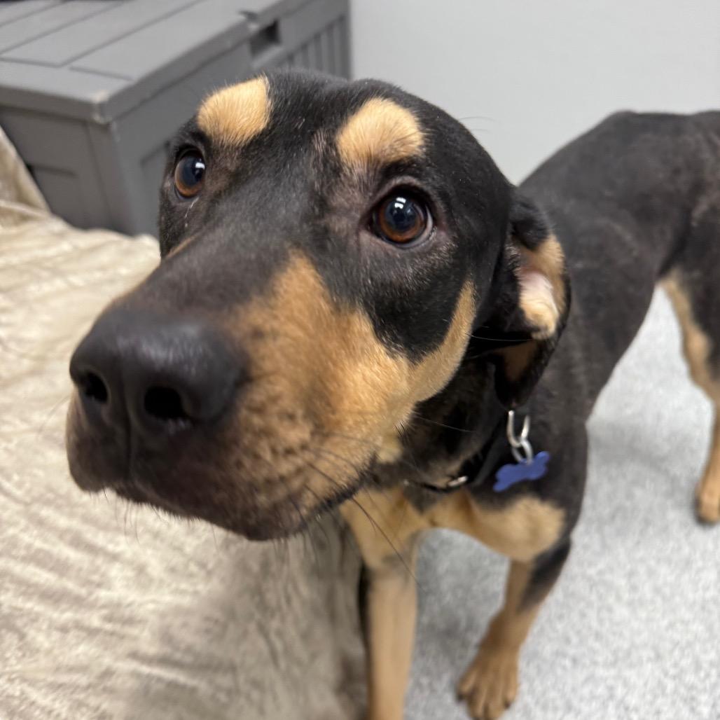 Enlarge King, a Adoptable mixed breed in Monticello, IA image 3/6