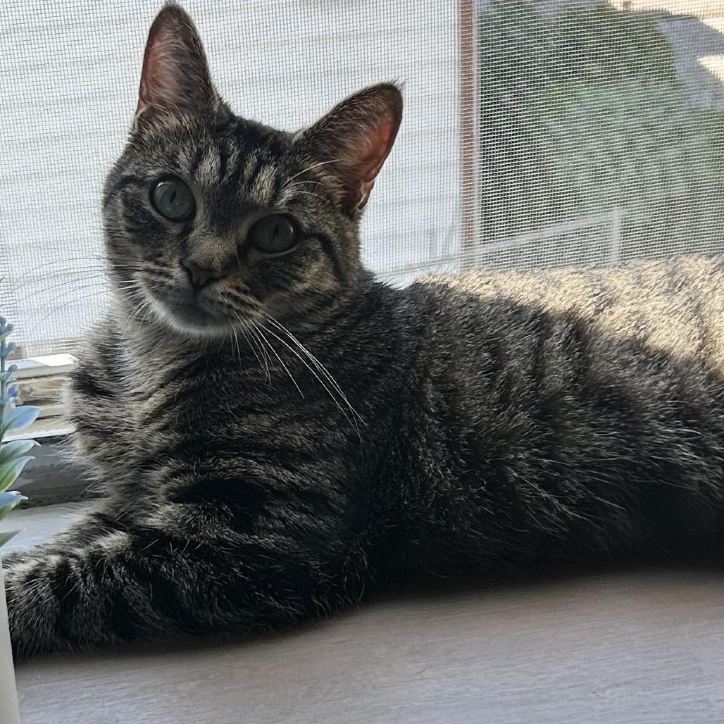Enlarge Ivy, a Adoptable Domestic Short Hair in East Hanover, NJ image 1/6