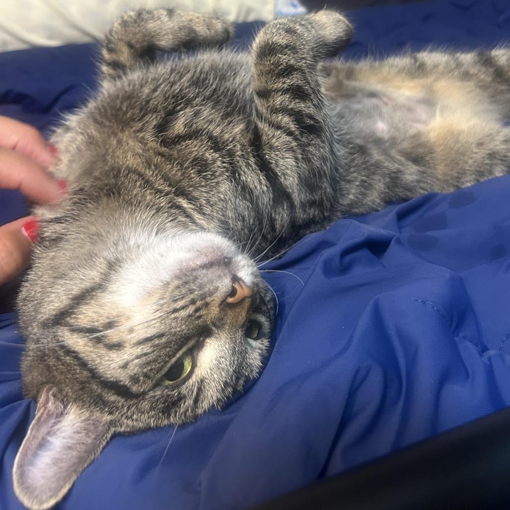 Enlarge Ivy, a Adoptable Domestic Short Hair in East Hanover, NJ image 2/6