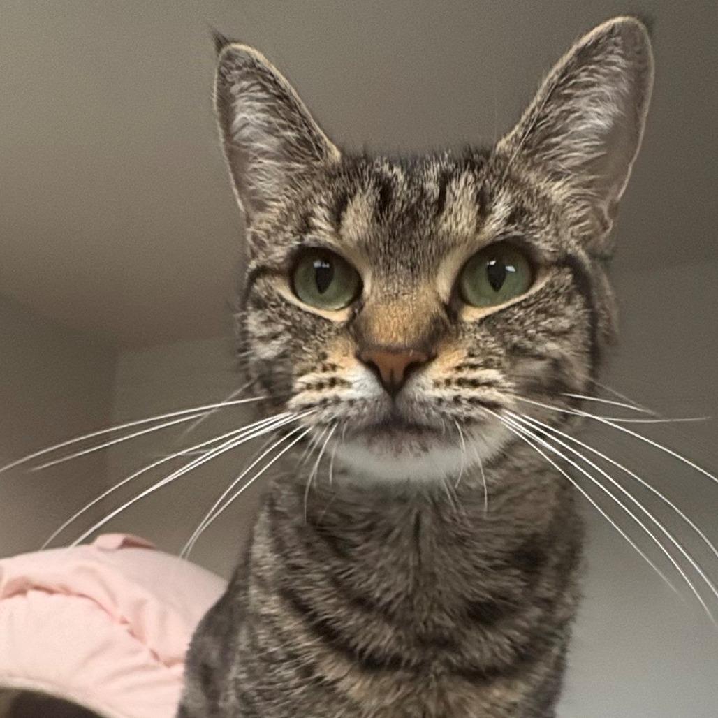 Enlarge Ivy, a Adoptable Domestic Short Hair in East Hanover, NJ image 3/6