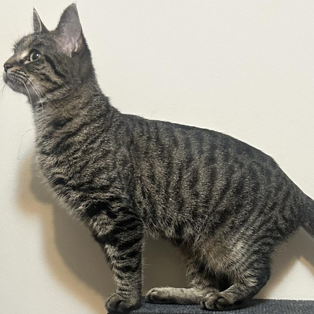 Enlarge Ivy, a Adoptable Domestic Short Hair in East Hanover, NJ image 4/6