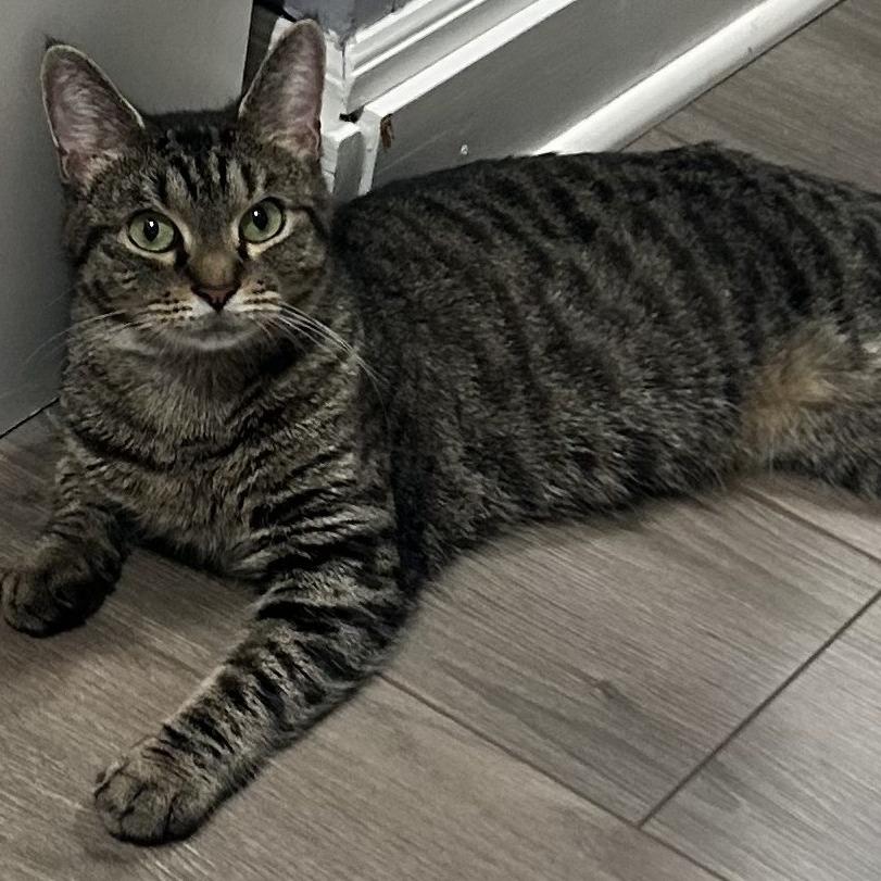 Enlarge Ivy, a Adoptable Domestic Short Hair in East Hanover, NJ image 5/6