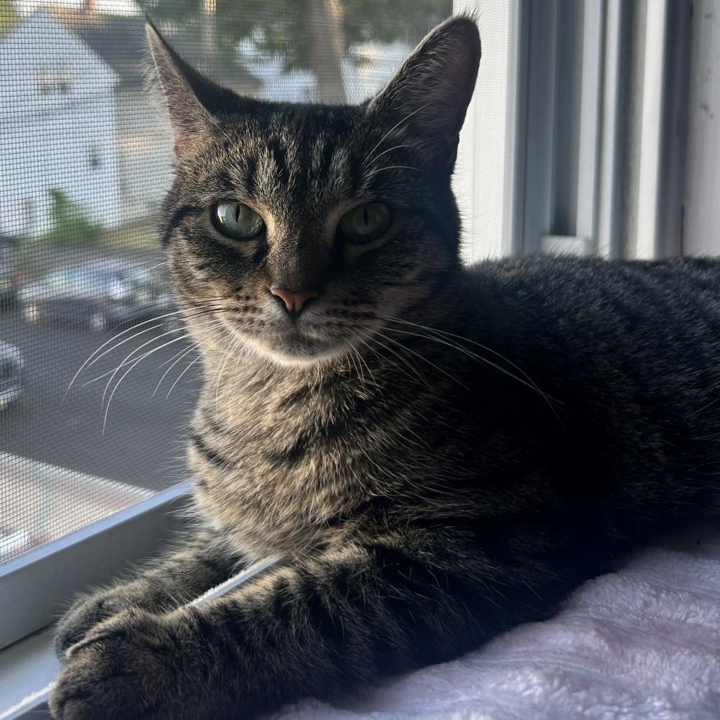 Enlarge Ivy, a Adoptable Domestic Short Hair in East Hanover, NJ image 6/6