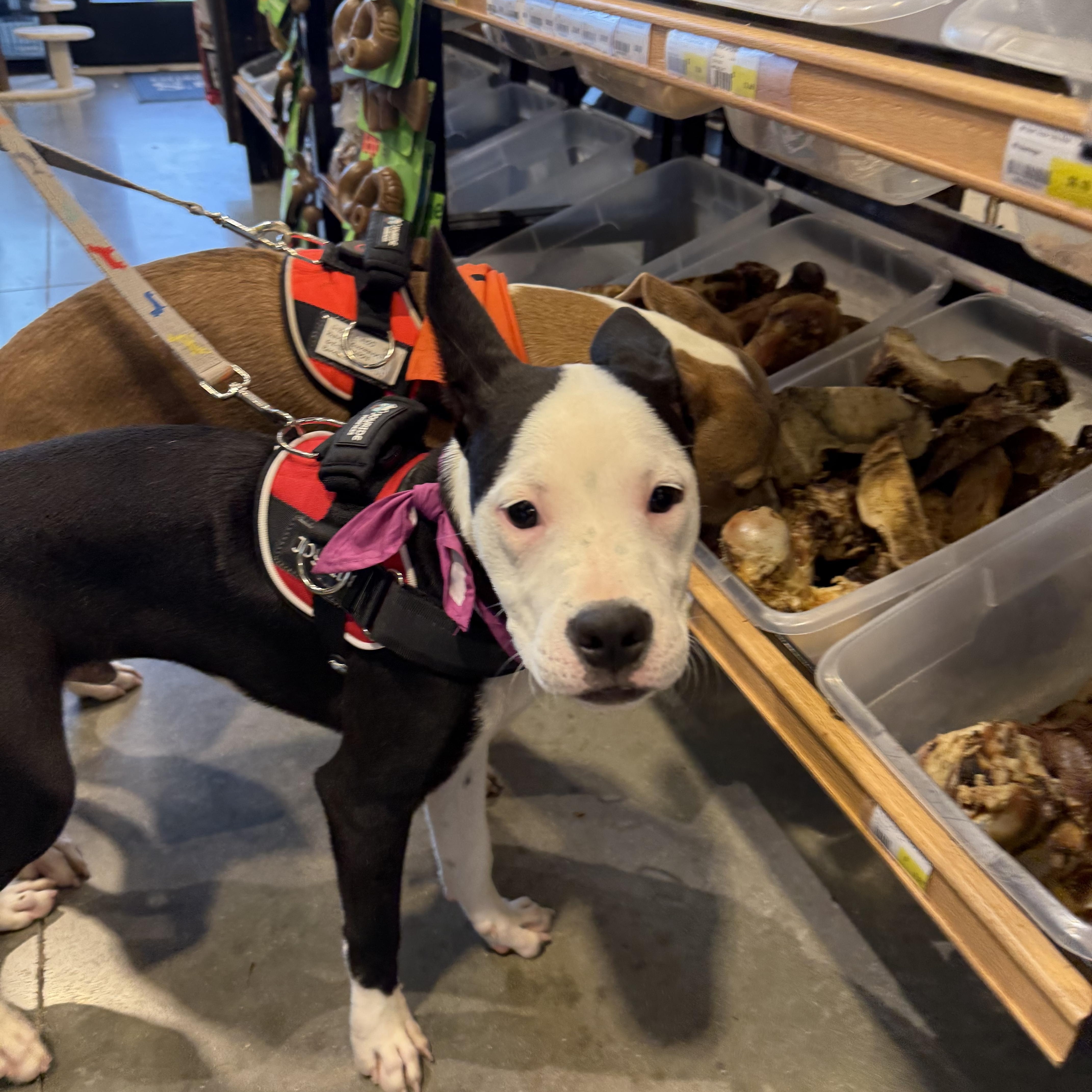 Enlarge Ling ling, a Adoptable mixed breed in Pflugerville, TX image 2/4