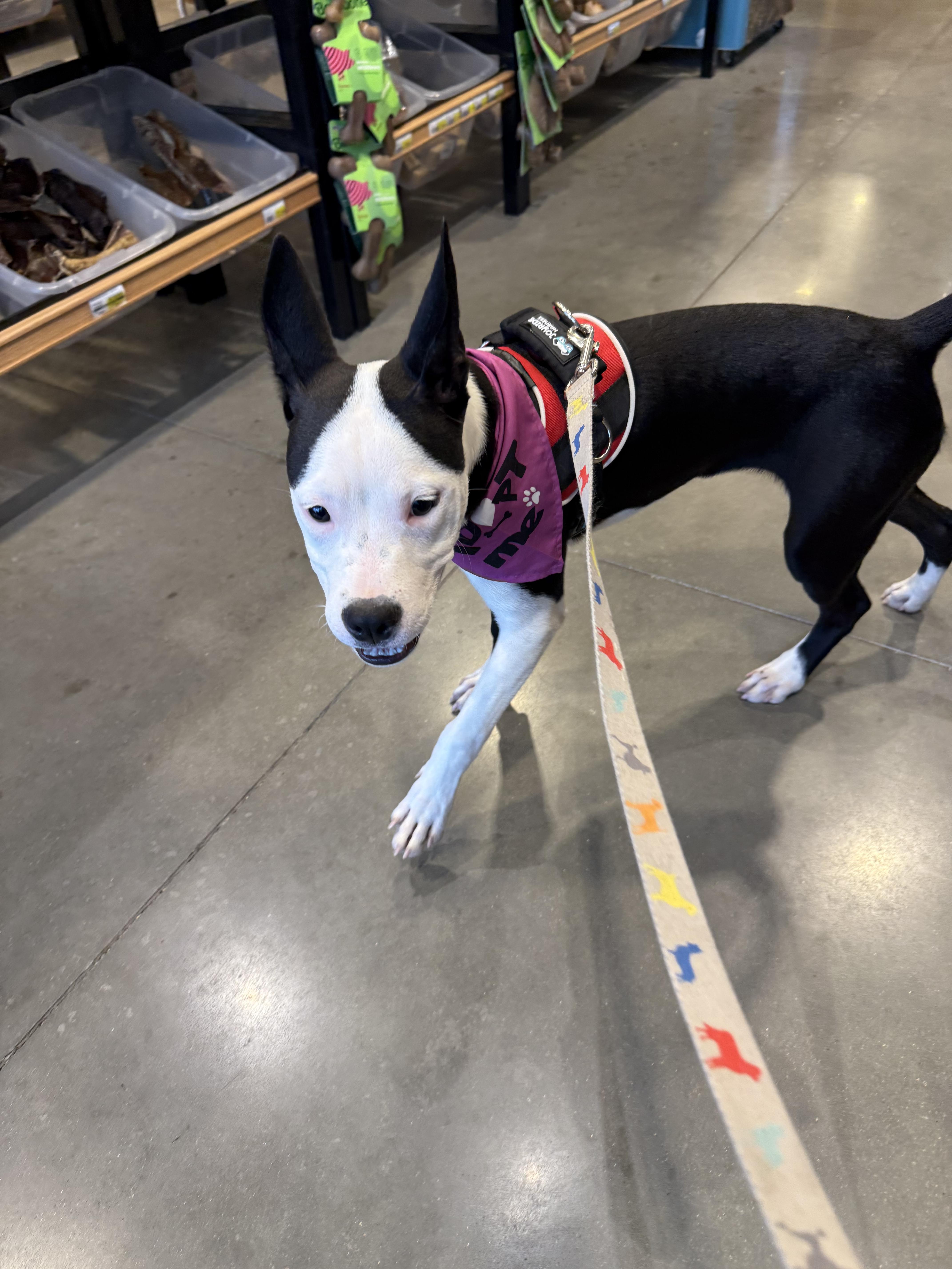 Enlarge Ling ling, a Adoptable mixed breed in Pflugerville, TX image 3/4
