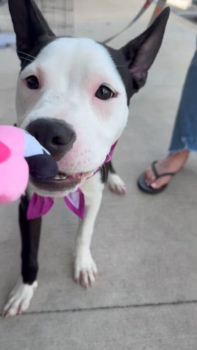 Enlarge Ling ling, a Adoptable mixed breed in Pflugerville, TX video 4/4
